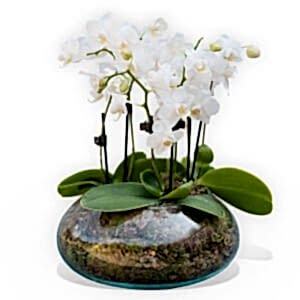 White orchidea vase
