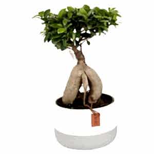 Fıcus Bonzai
