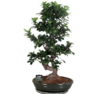 Ficus Bonzai 75 cm