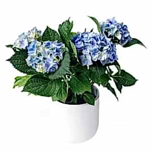 Blue Hydrangea