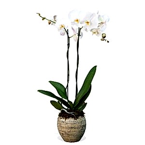 home plant delivery ıstanbul turkey