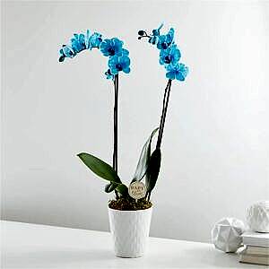 Blue Orchid