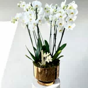 8 Branch Orchid White