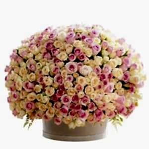 200 Light Pink Roses