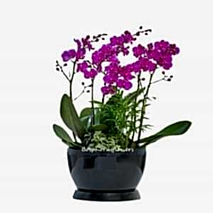 Cheerful Purple Orchid