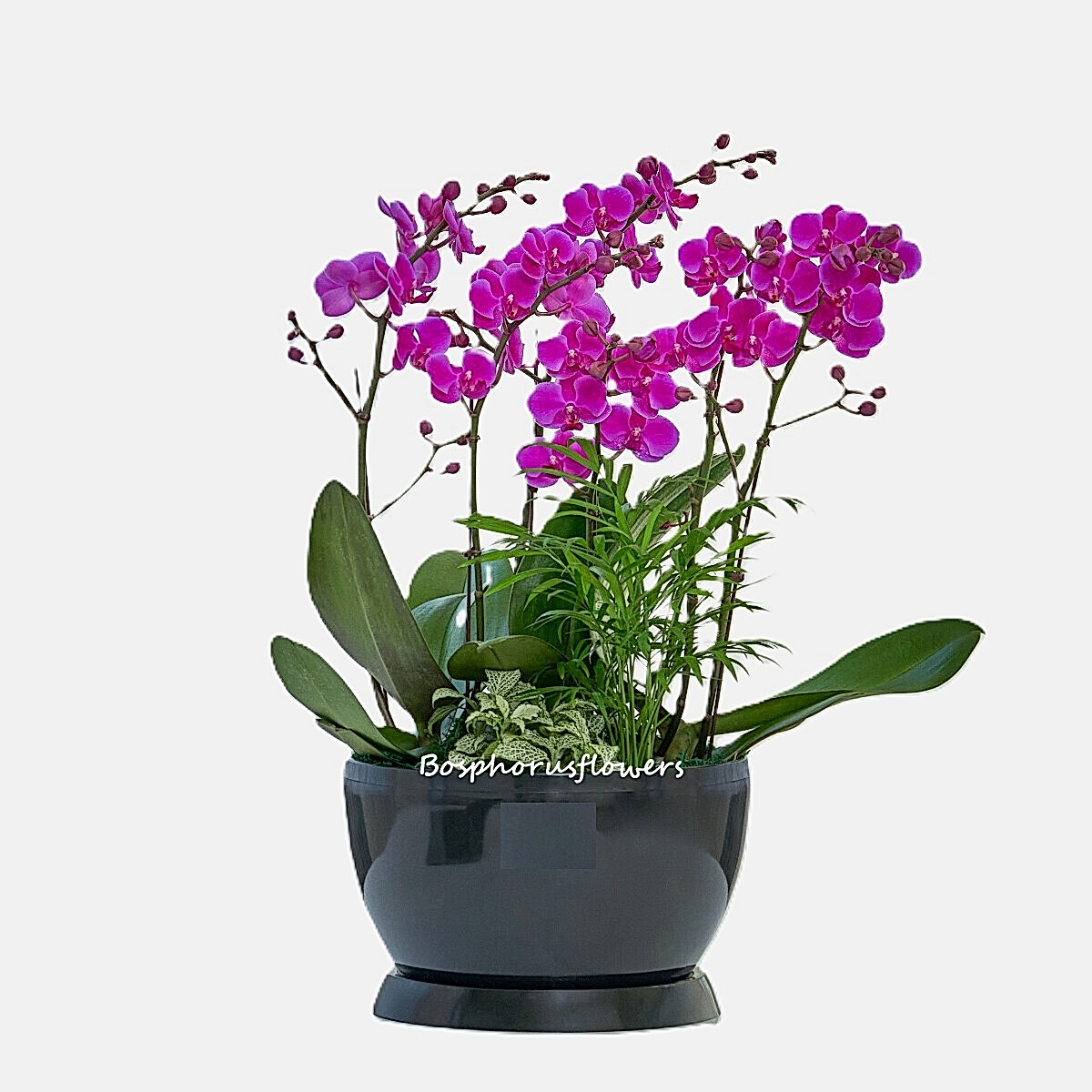 Cheerful Purple Orchid