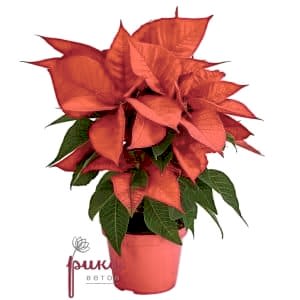 Poinsettia or Christmas Star